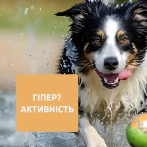 Вебінар «Гіпер?активність» (запис) - Зображення 1